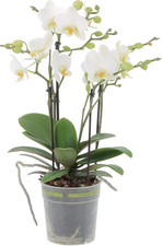 - Orchidea Vera Pianta Rara -