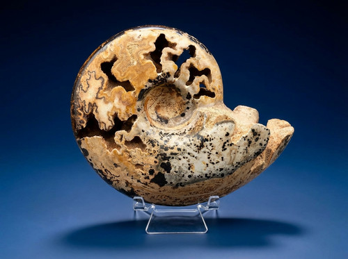 Fossile ammonite goniatite - fossile, di
