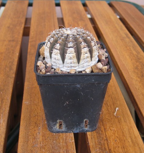 Gymnocalycium ragonesii