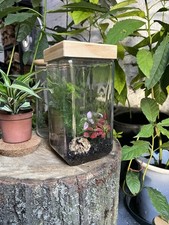 Terrario piante Terrarium con Asparago Plumoso,Fittonia e Felce