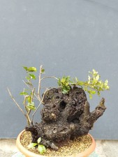 Bonsai Di Leccio busta 35x30cm