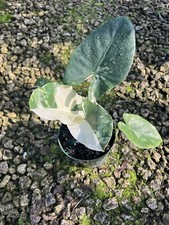 Alocasia Macrorrhiza