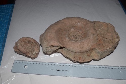 2pz ammonite fossile marmo - ammonite, di