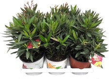 Nerium Oleandro, 3 Piante