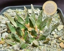 ARIOCARPUS SCAPHAROSTRUS from