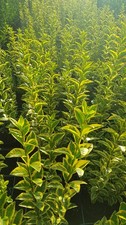 Ligustrum ovalifolium 'Aureum'