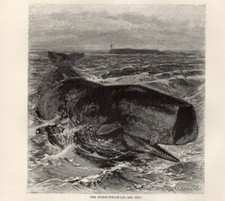 1894 = CAPODOGLIO = Cetacei =