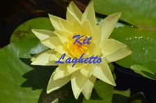 Piante laghetto tinozza 1 - piante,