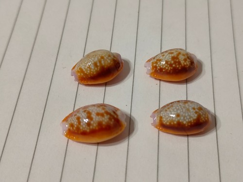 Conchiglia shell cypraea - conchiglia,
