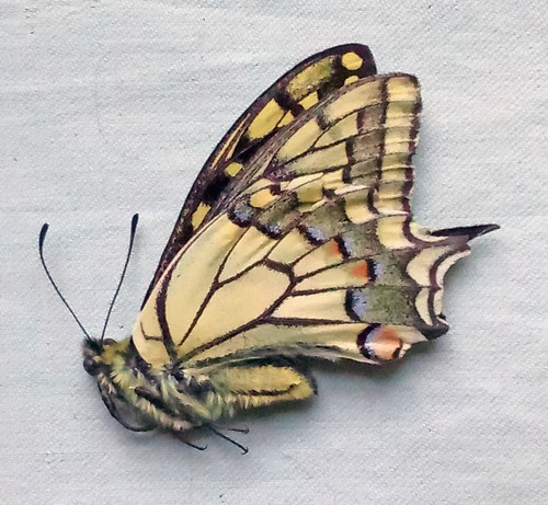 Papilio machaon oreinus
