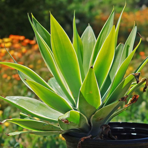 Variegated fox tail - fox, agave