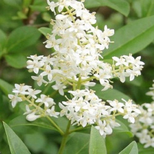 Ligustrum japonicum ligustro - ligustrum,