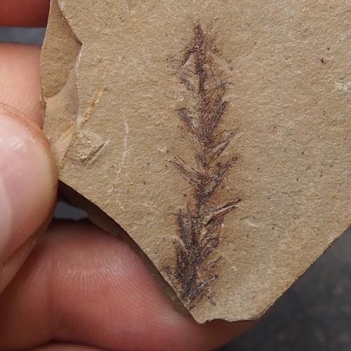 Foglie sequoia pianta - foglie,