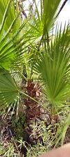 Palma Washingtonia altezza 2 Metri
