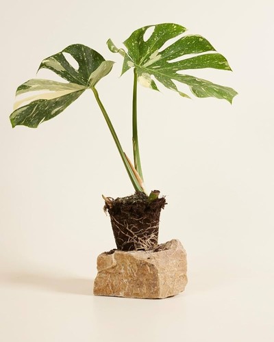 Monstera thai constellation - monstera,