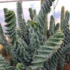 Cereus Forbesii cv Spiralis 50