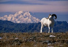 385860 Dall's Sheep Mount