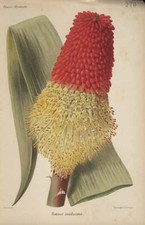 Piante - cromolitografia originale francese fine '800 - Tritoma caulescens