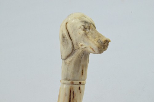 Cane caccia cervo - caccia,