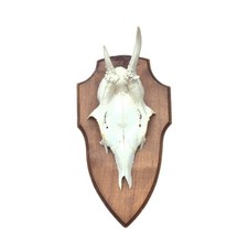 Corna montata vintage da