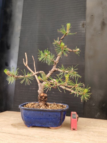 Bonsai pino nero 41 - nero,