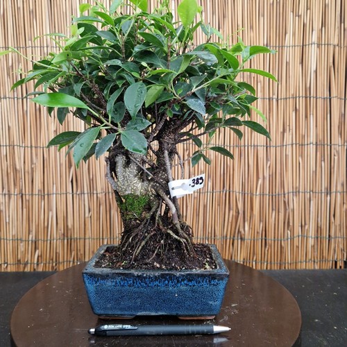 Bonsai ficus 35cm visita - di, h