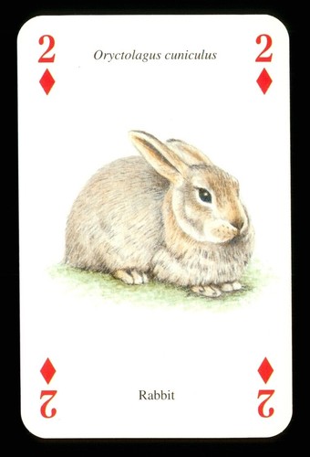 Playing card a wild - playing,