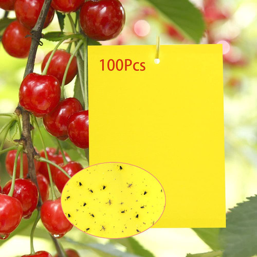 100 lavagne adesive per - 100,