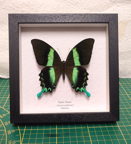 Papilio blumei vera farfalla