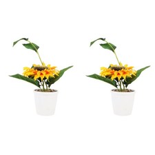  2 Pezzi Piante Finte Bonsai