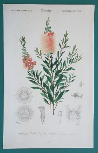Albero corteccia carta - albero, di