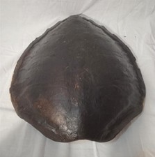 GUSCIO CARAPACE ORIGINALE ANNI '50 TARTARUGA D'ACQUA AMERICANA MARRONE/NERO