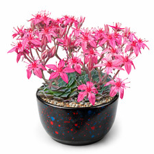 Graptopetalum bellum 100 SEEDS