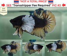 Live Betta Fish (Thailandia)