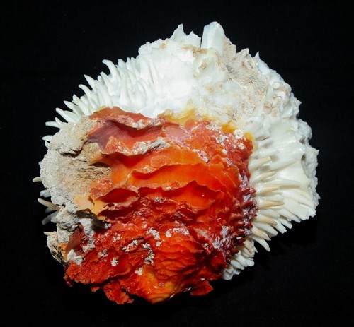 Conchiglia spondylus varius - -,