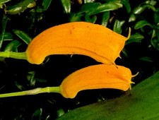 Specie Masdevallia 'Tubi Arancioni' Orchidea Phalaenopsis