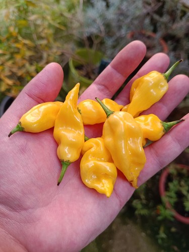 Semi habanero hot - semi,