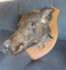 Testa cinghiale Imbalsamato