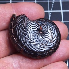 46 mm Goniatite Ematite