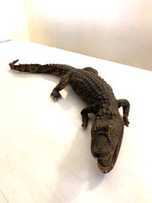 Raro Coccodrillo  imbalsamato