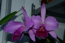 Cattleya labiata - orchidea
