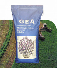 Erba Medica seme semi