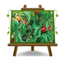 Nettarina Nana  Pianta da frutto vaso 26 max 100 cm 4 anni
