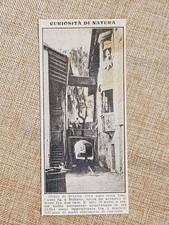 Bolzano nel 1913 Albero di betulla Alba che cresce su un archetto di muro