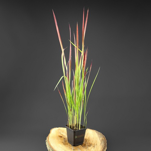 Erba sanguinata giapponese - erba,