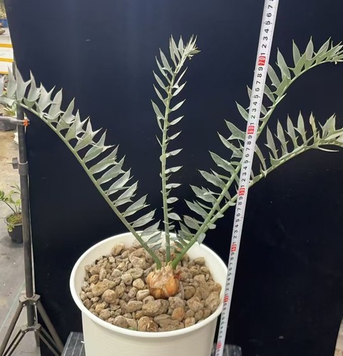 Encephalartos horridus wysiwyg - horridus,