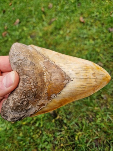 Dente megalodonte gigante - megalodonte,