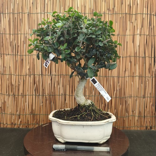 Bonsai olivo selvatico - bonsai,