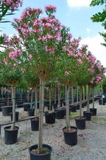 Oleandro ad alberello Nerium