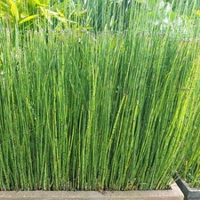 Equiseto invernale 1L - Dona